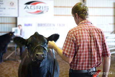 Beef Cattle Show