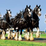 Express Clydesdales