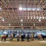 Beef cattle show in building