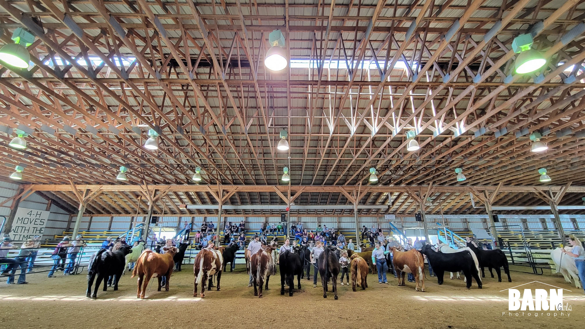 Beef cattle show in building