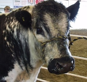 Speckle Park Cattle Show