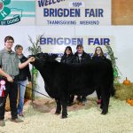 2019 Champion Feeder Club Steer