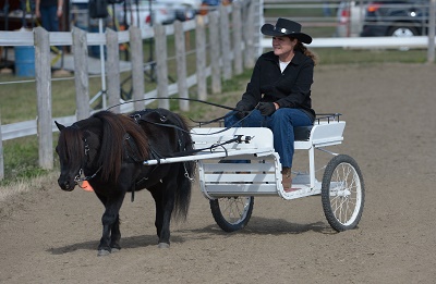 Miniature Horse Show