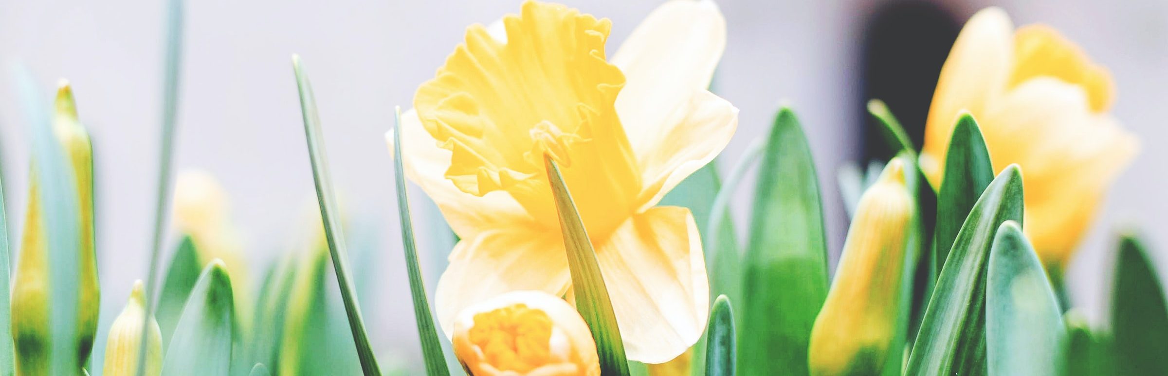 Yellow Daffodils Cropped